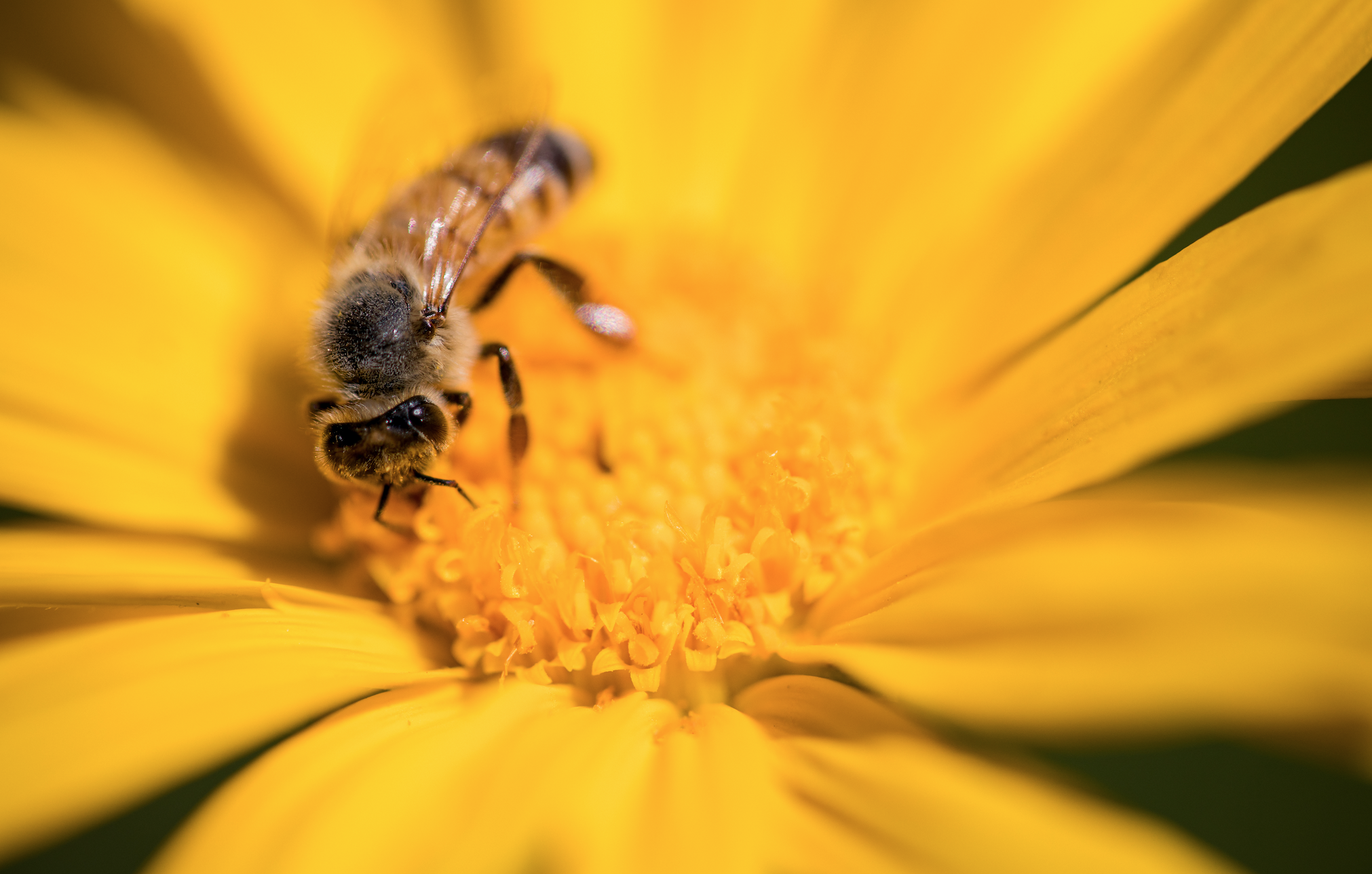 Arılara Yardım Edebilirizzzz…